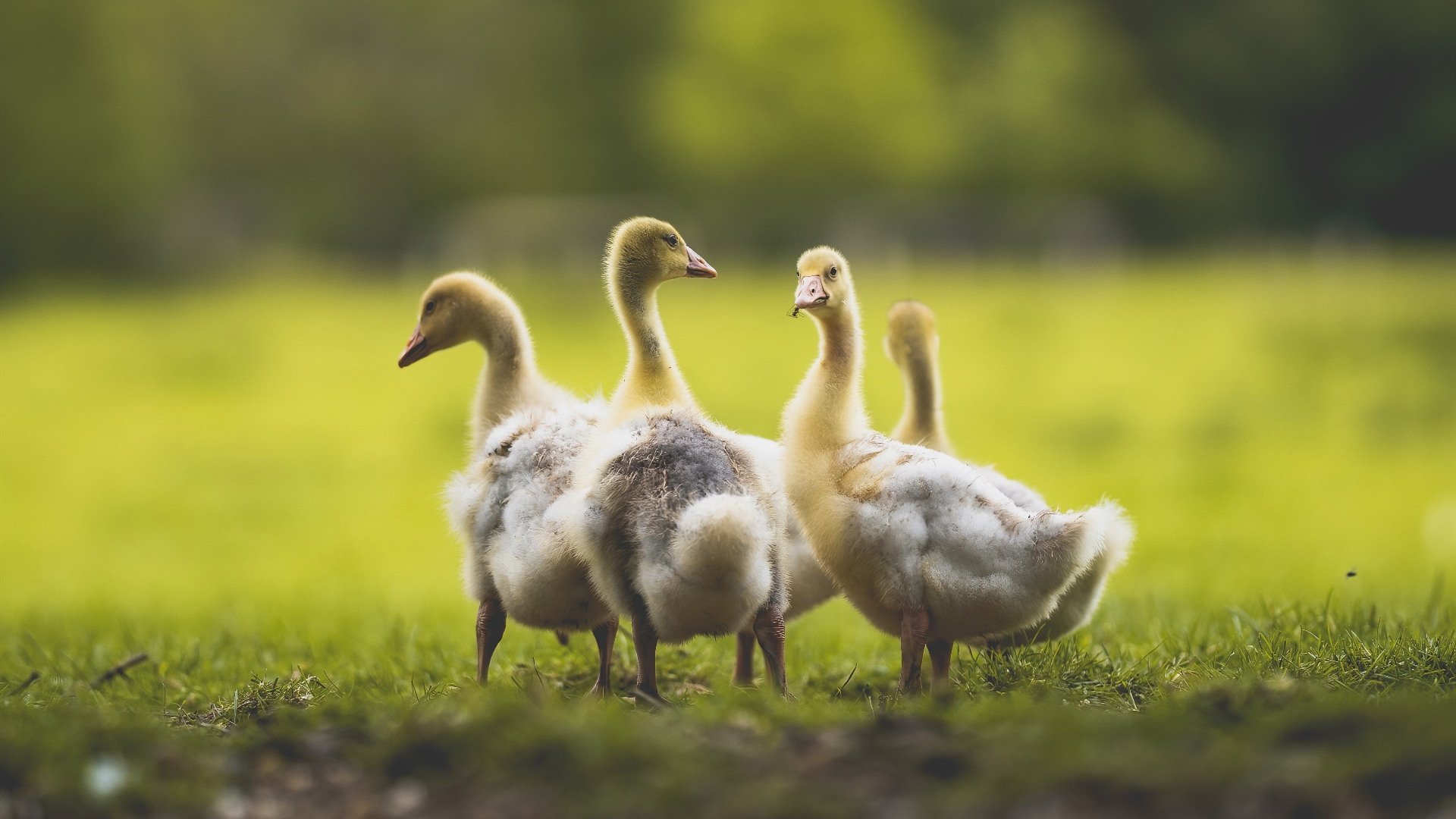 东决关键战焦点战,黄蜂强势晋级,火箭遗憾折戟